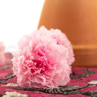 Preserved Carnation Pink & Light Pink (set of 8)