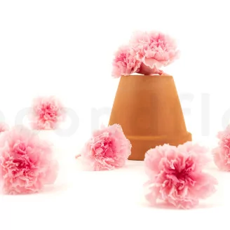 Preserved Carnation Pink & Light Pink (set of 8)