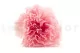 Preserved Carnation Pink & Light Pink (set of 8) 6