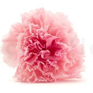 Preserved Carnation Pink & Light Pink (set of 8)