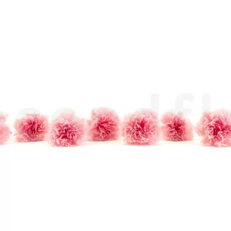 Preserved Carnation Pink & Light Pink (set of 8)