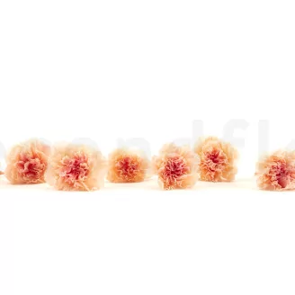 Preserved Carnation Peach & Pink (set of 8)