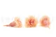 Preserved Carnation Peach & Pink (set of 8) 3