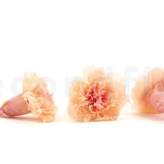Preserved Carnation Peach & Pink (set of 8)