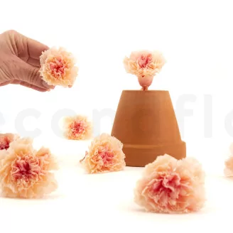 Preserved Carnation Peach & Pink (set of 8)
