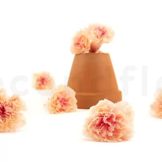 Preserved Carnation Peach & Pink (set of 8)