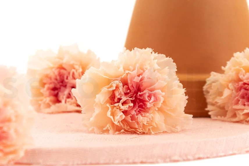 Preserved Carnation Peach & Pink (set of 8)
