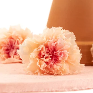 Preserved Carnation Peach & Pink (set of 8)