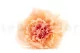Preserved Carnation Peach & Pink (set of 8) 6