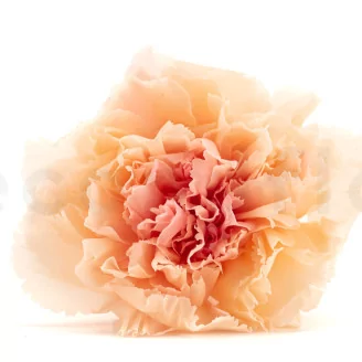 Preserved Carnation Peach & Pink (set of 8)