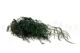 Preserved Asparagus 5