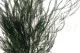 Preserved Asparagus 2