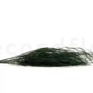 Preserved Asparagus