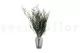 Preserved Asparagus 3