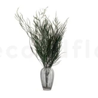 Preserved Asparagus