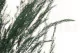 Preserved Asparagus 7