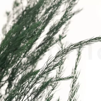 Preserved Asparagus