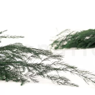 Preserved Asparagus