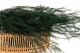 Preserved Asparagus 10