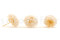 A Box Containing Twelve White Champagne Long-Lasting Dahlia