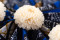 A Box Containing Twelve White Champagne Long-Lasting Dahlia