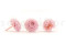 A Box Containing Twelve Sherbet Pink Long-Lasting Dahlia