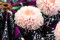 A Box Containing Twelve Sherbet Pink Long-Lasting Dahlia