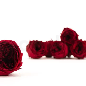 Preserved English Rose Wine Red (set of 8)