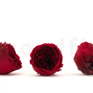 Preserved English Rose Wine Red (set of 8)