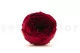 Preserved English Rose Wine Red (set of 8) 6