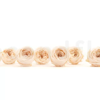 Preserved English Rose White Champagne (set of 8)