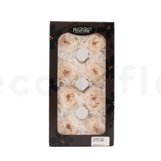 Preserved English Rose White Champagne (set of 8)