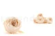 Preserved English Rose White Champagne (set of 8) 1