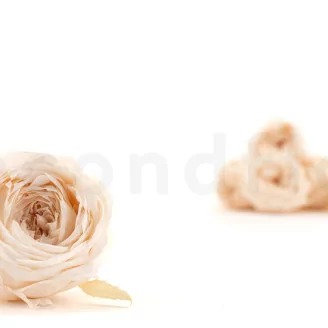 Preserved English Rose White Champagne (set of 8)