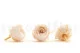 Preserved English Rose White Champagne (set of 8) 2