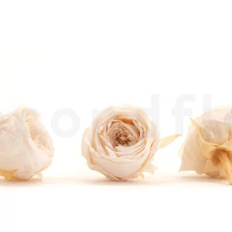 Preserved English Rose White Champagne (set of 8)