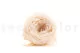 Preserved English Rose White Champagne (set of 8) 6