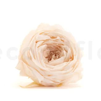 Preserved English Rose White Champagne (set of 8)