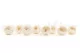 Preserved English Rose White (set of 8) 4