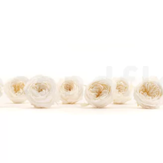 Preserved English Rose White (set of 8)