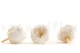 Preserved English Rose White (set of 8) 2