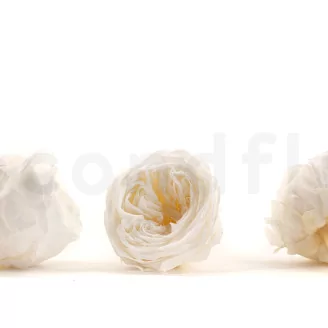 Preserved English Rose White (set of 8)