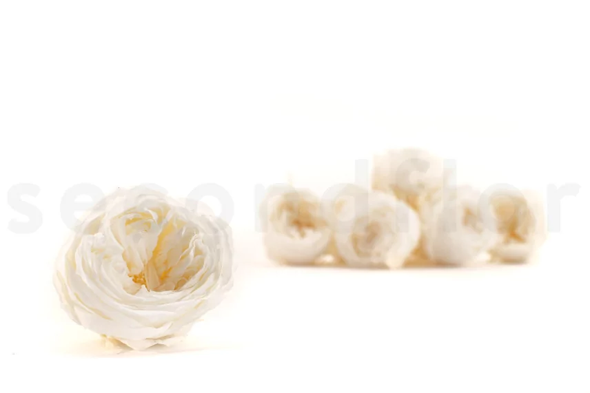 Preserved English Rose White (set of 8)