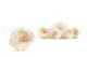 Preserved English Rose White (set of 8) 1