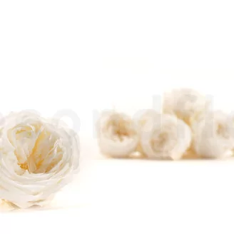 Preserved English Rose White (set of 8)