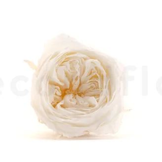 Preserved English Rose White (set of 8)