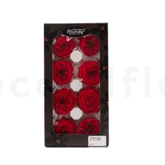 Preserved English Rose Red (set of 8)
