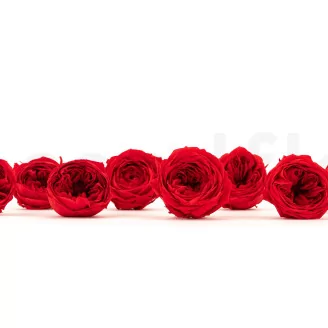 Preserved English Rose Red (set of 8)