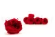 Preserved English Rose Red (set of 8) 1
