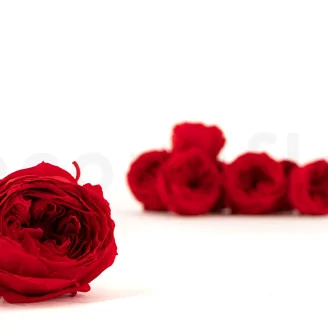 Preserved English Rose Red (set of 8)